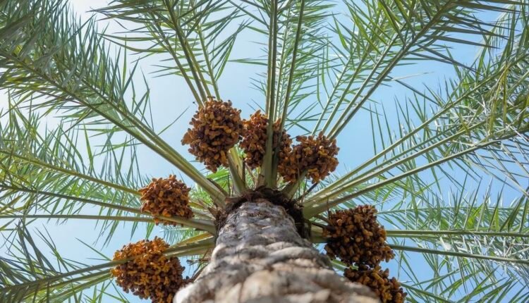 Saudi dates and palm trees representing the Kingdom’s position as the world’s leading date exporter by value.